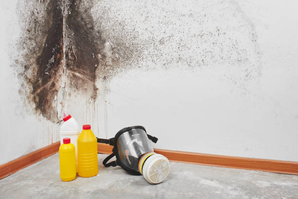 Best Residential Mold Removal  in Union, MS