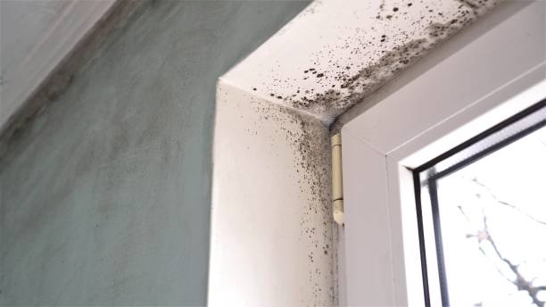 Best Office Mold Removal Services  in Union, MS