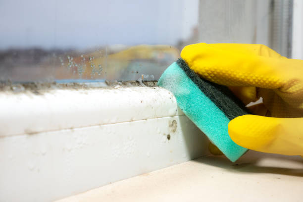 Best Mold Remediation Experts  in Union, MS