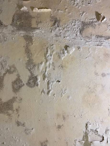 Best Mold Testing  in Union, MS