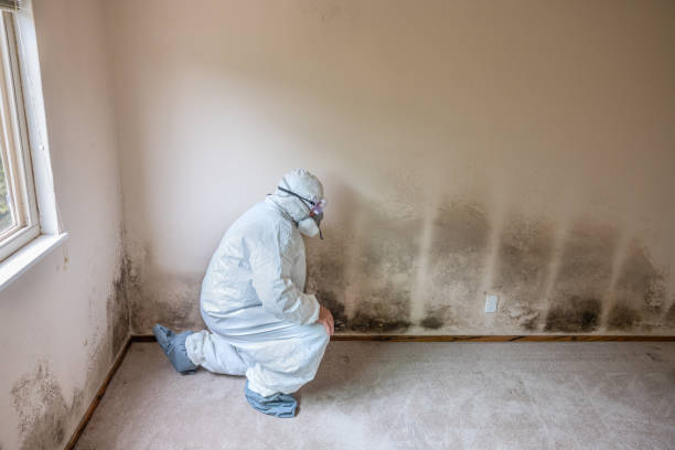 Best Certified Mold Removal  in Union, MS