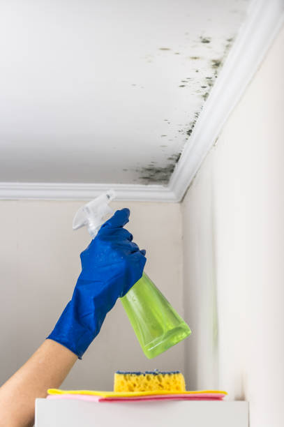 Best Mold Damage Repair  in Union, MS